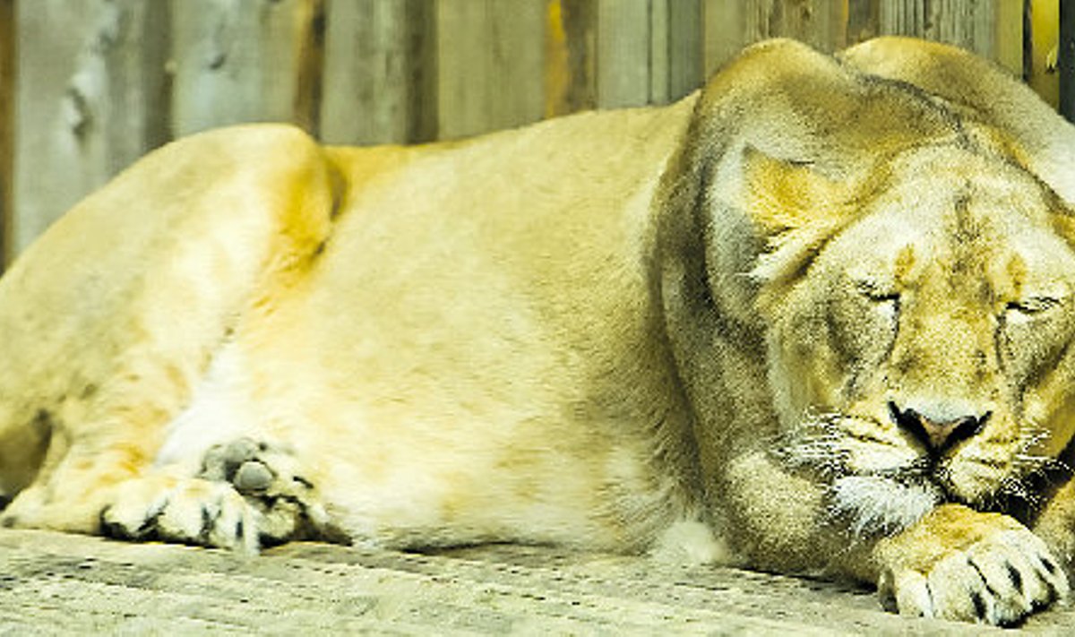 India ehk aasia lõvi ei ole lõunatunnil külastajatest huvitatud. 