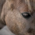 Pärnu maakohus hakkab hobuse julma kohtlemise süüdistust arutama mais