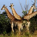 Tuntud looduse- ja rännumees viib põnevale pildiretkele Aafrika savannidesse