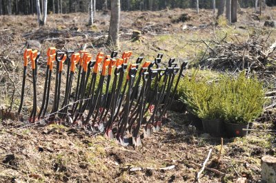 Kokku on RMK tänavu maha pannud üle 24 miljoni taime.