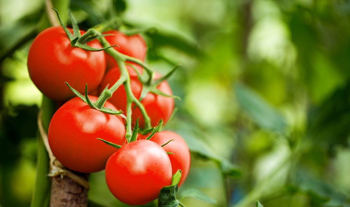 Mida peaks augustikuus kindlasti tomatitega tegema?