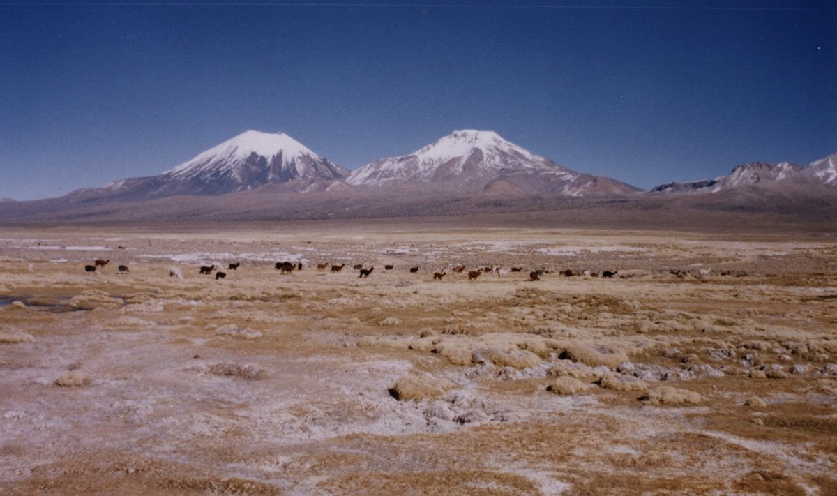 Altiplano platoo Peruus