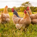 Euroopa Liidu uus uuring: kanad tuleb puurist välja lasta