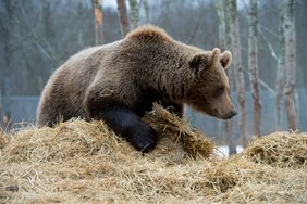 VIDEO | „Karu osutus mölakaks!“ Mesikäpp jälitab vasikaga põdraema