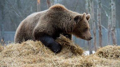 ВИДЕО | Смотрите, как медведь преследует лосиху с детенышем!