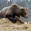 На шоссе Таллинн-Нарва автомобиль сбил медведя