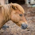 Tartumaal päästeti mülkasse vajunud hobune