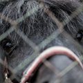 Hobused väidetavalt nälga ja hooletusse jätnud loomaomanik süüdistab Ridala talli laimamises