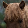 Hobustelt varastatakse sabasid-lakkasid, ja mitte ainult Eestis