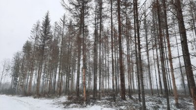 Kuuse-kooreüraski kahjustus Põlvamaal