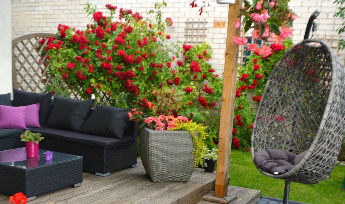 Fotovõistlus "Minu kodu suvel": Roosid, marjad ja päikeseline terrass 