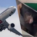 VIDEO | Karu lennukis! Mõmmik murdis transpordipuurist välja ja põhjustas pardal täieliku kaose