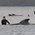 У Тасмании погибли 90 дельфинов, еще 180 застряли в мелководье