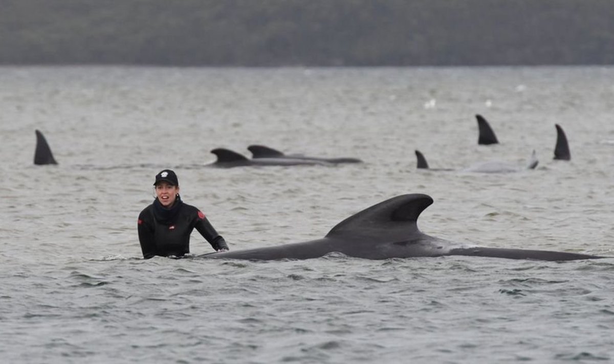 Специально обученные спасатели пытаются подтолкнуть дельфинов в сторону глубокой воды
