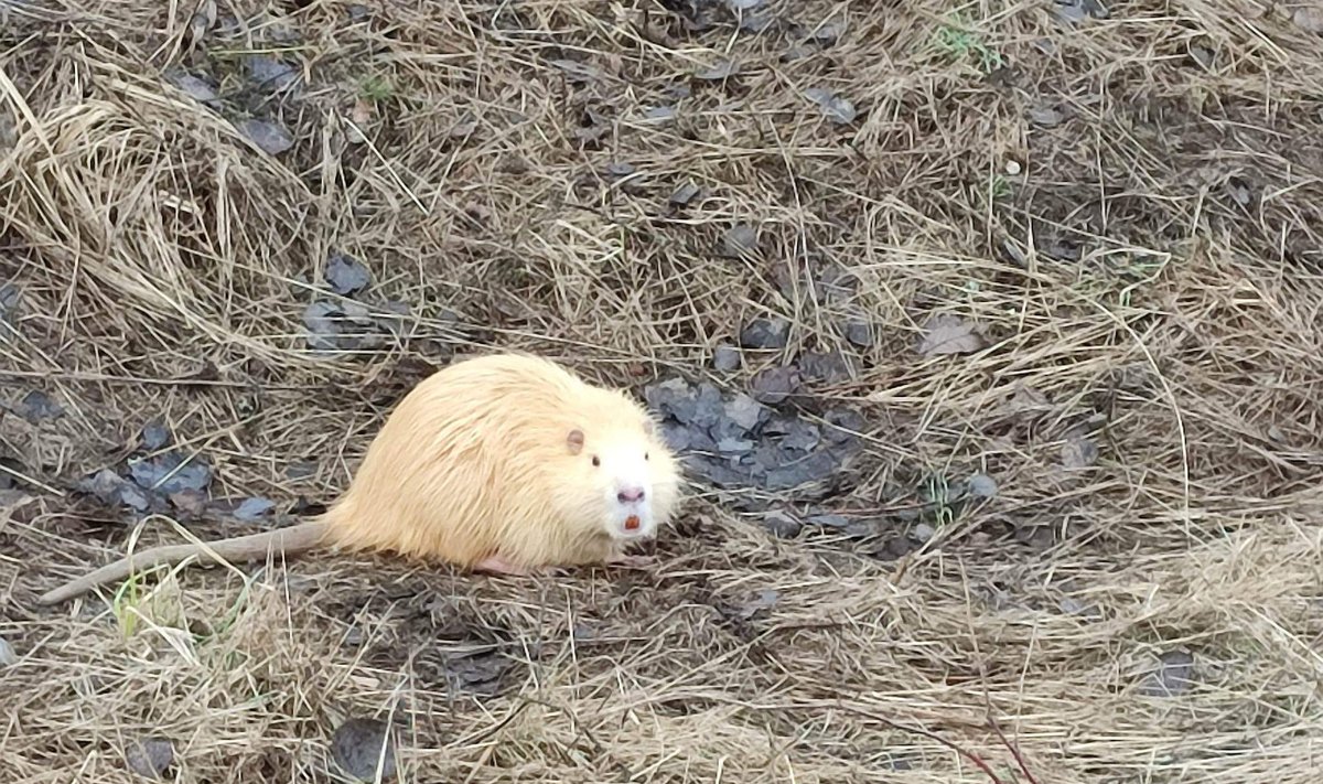 Nutria Läänemaal