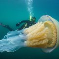 HARULDANE KOHTUMINE | Inglismaal jäi kaamera ette inimesesuurune meduus