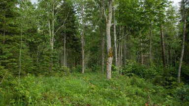 Kliimaministeerium soovib kaitse alla võtta 30% maast ja hoida seda taset. ELF: sellise range lae seadmisega ei saa nõustuda