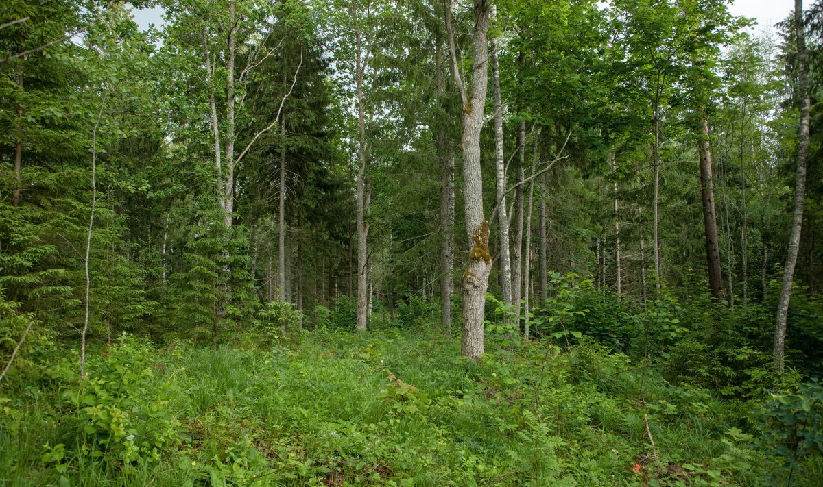 Veel plaanib kliimaministeerium keelata lageraied 125 000 hektaril, millest 36 000 hektarit on eramaal. Võimalik on siiski uuendusraie, mis võimaldab siiski metsa lagedaks raiuda, aga lihtsalt pikema aja jooksul.