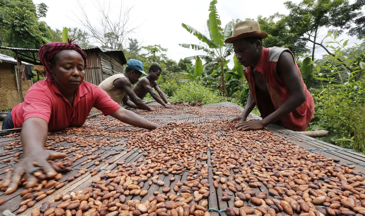 Kakaooad, mida Ghana töölised sorteerivad, muutuvad üha kallimaks. Ka Kalevi toodetes kasutatav tooraine pärineb Ghanast.