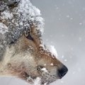 Западную Эстонию терроризируют волки, уже загрызли одну собаку
