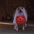 VIDEO: Kuidas sina halloweeni tähistad? Saa tuttavaks koeraga, kes käib halloweeni puhul perest peresse maiuseid küsimas