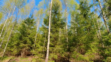 Segametsad jäävad kasvukiiruses puhtkuusikutele alla