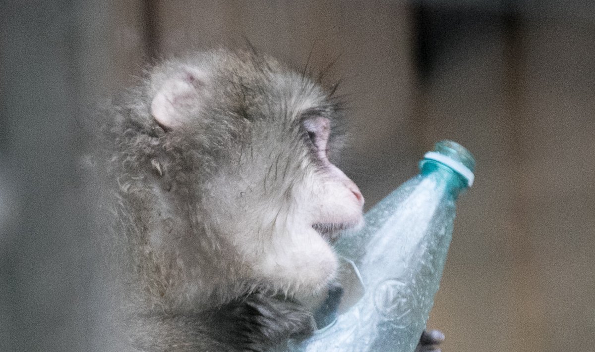 Jaapani makaagid loomaaias