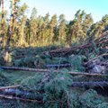 JURIST VASTAB | Kas mul on õigus teha metsas lageraiet, kui torm on metsa maha murdnud?