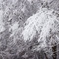 Сильный снегопад стал причиной масштабных отключений электроэнергии во многих частях материковой Эстонии