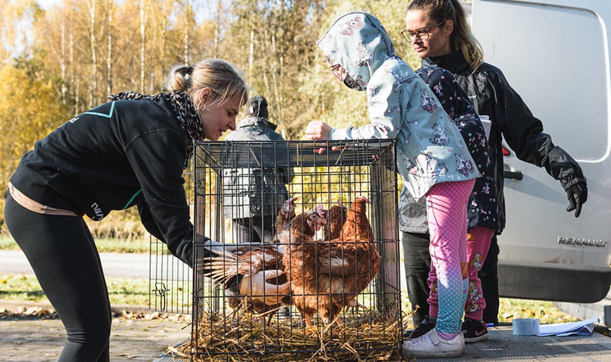 MTÜ Nähtamatud Loomad tõi Valgamaal asuvast farmist ära 300 kana