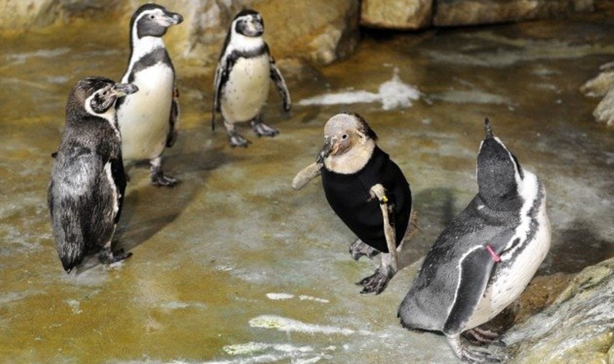 Sulgedeta pingviinile pandi selga ujumiskostüüm, mis aitab keha soojana hoida.