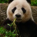 Häid uudiseid! Armastatud hiidpanda ei ole enam väljasuremisohus liikide seas!