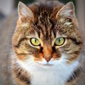 Kui vana on sinu kass? Need on seitse kõige levinumat terviseprobleemi eakate kasside seas