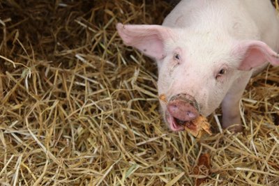 Чума на оба дома: из-за болезни убивают всех свиней, содержащихся на ферме, потому что лекарства от этой болезни нет. В Эстонии это коснулось уже двух ферм. 