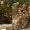Kusti eriline lugu | kass, kes jalutas otse Eesti Loomakaitse Seltsi vabatahtliku taluõuele