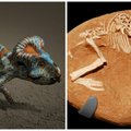 Dinosauruste kadumisele leiti uus võimalik põhjendus - liiga pikk munas veedetud aeg