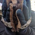 FOTO: Politsei avastas narkokurjategija taskust siili