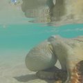 HÄMMASTAV VIDEO | Kaheksajalg tänab elupäästjaid