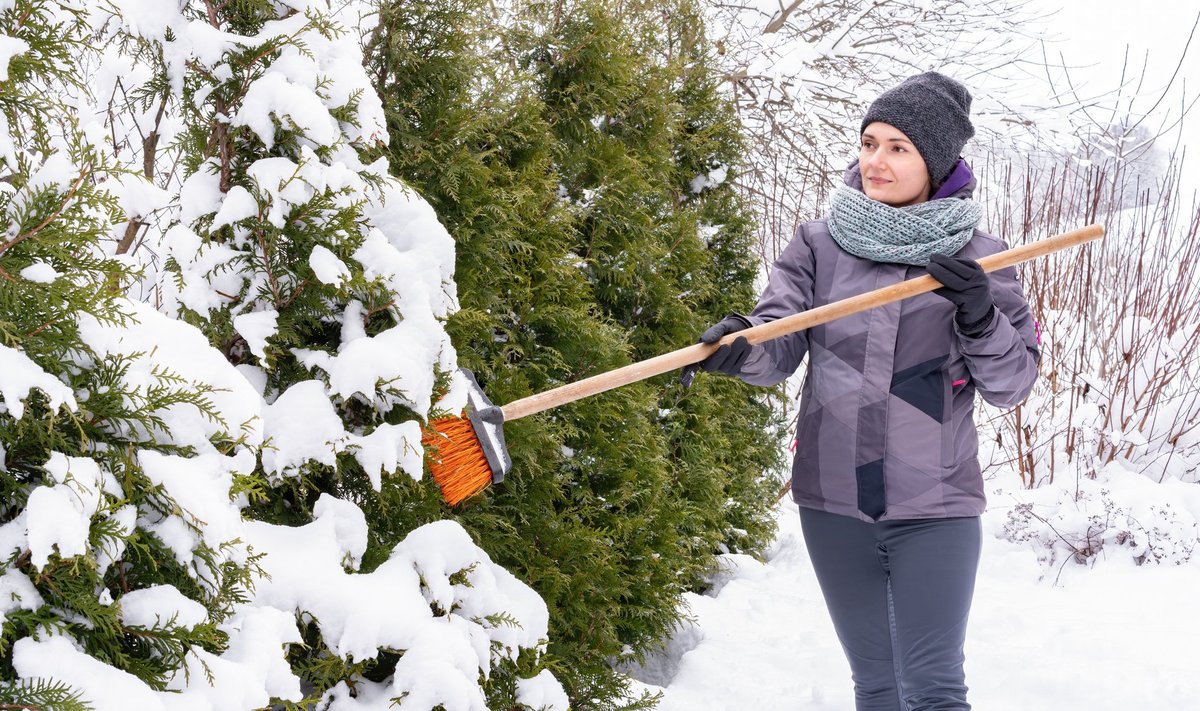 Paks ja raske lumi võib taimede oksad murda või heki kauni vormi alatiseks rikkuda.