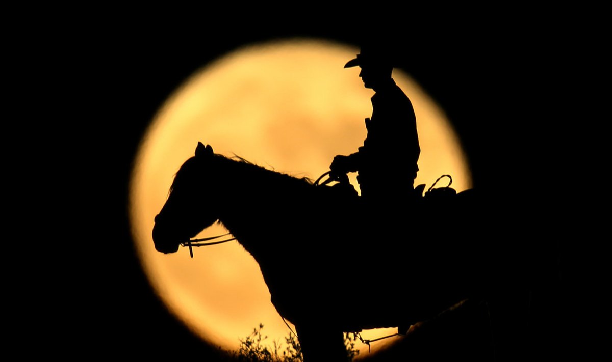 Ratsamees, hobune ja Kuu.