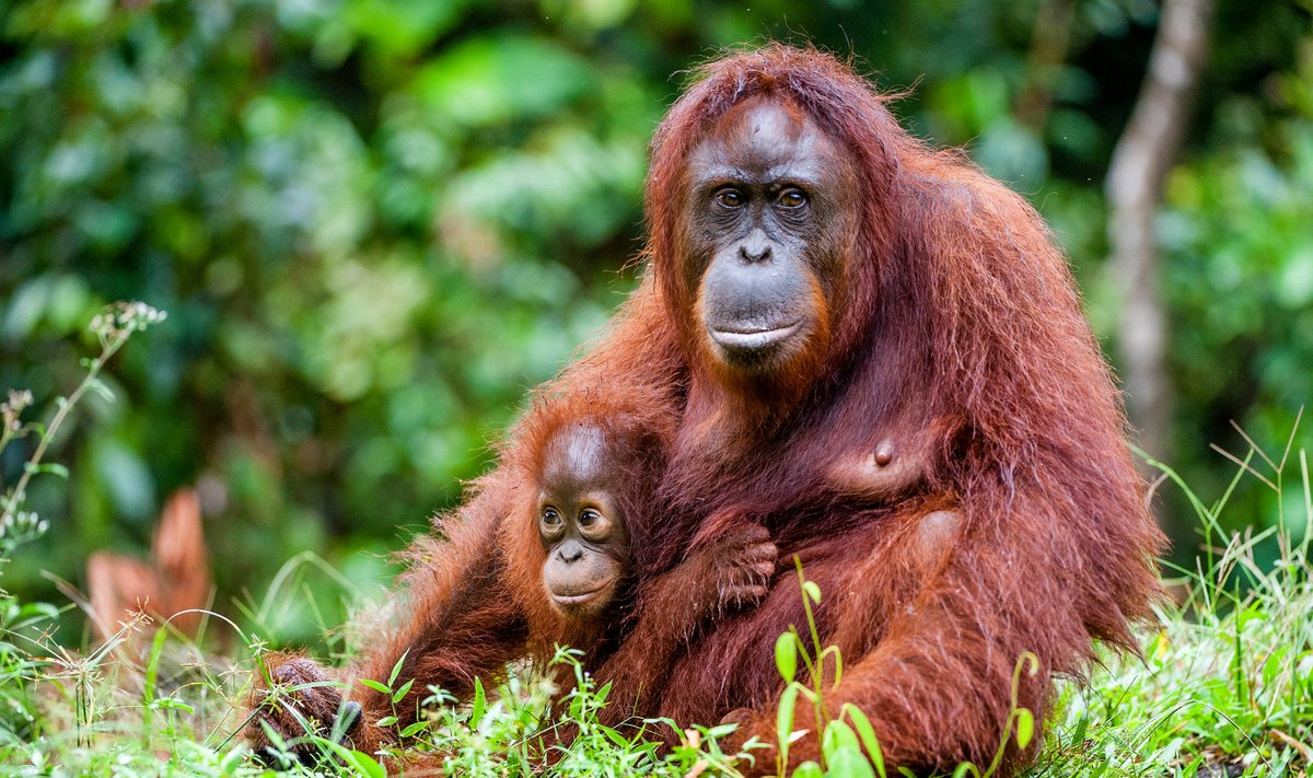 Borneo orangutanid