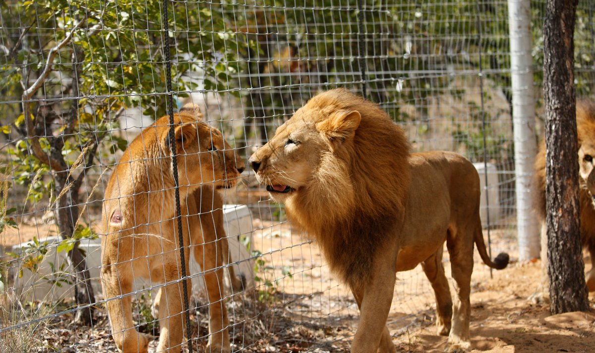 Tavaline lõvipaar Lõuna-Aafrikas Limpopos. 