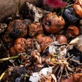 Biojäätmed olgu sorteeritud: 10 omavalitsust saab toetust kompostrite ostuks