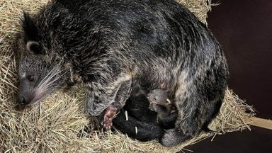 В Таллинском зоопарке у пары бинтуронгов родился первый детеныш