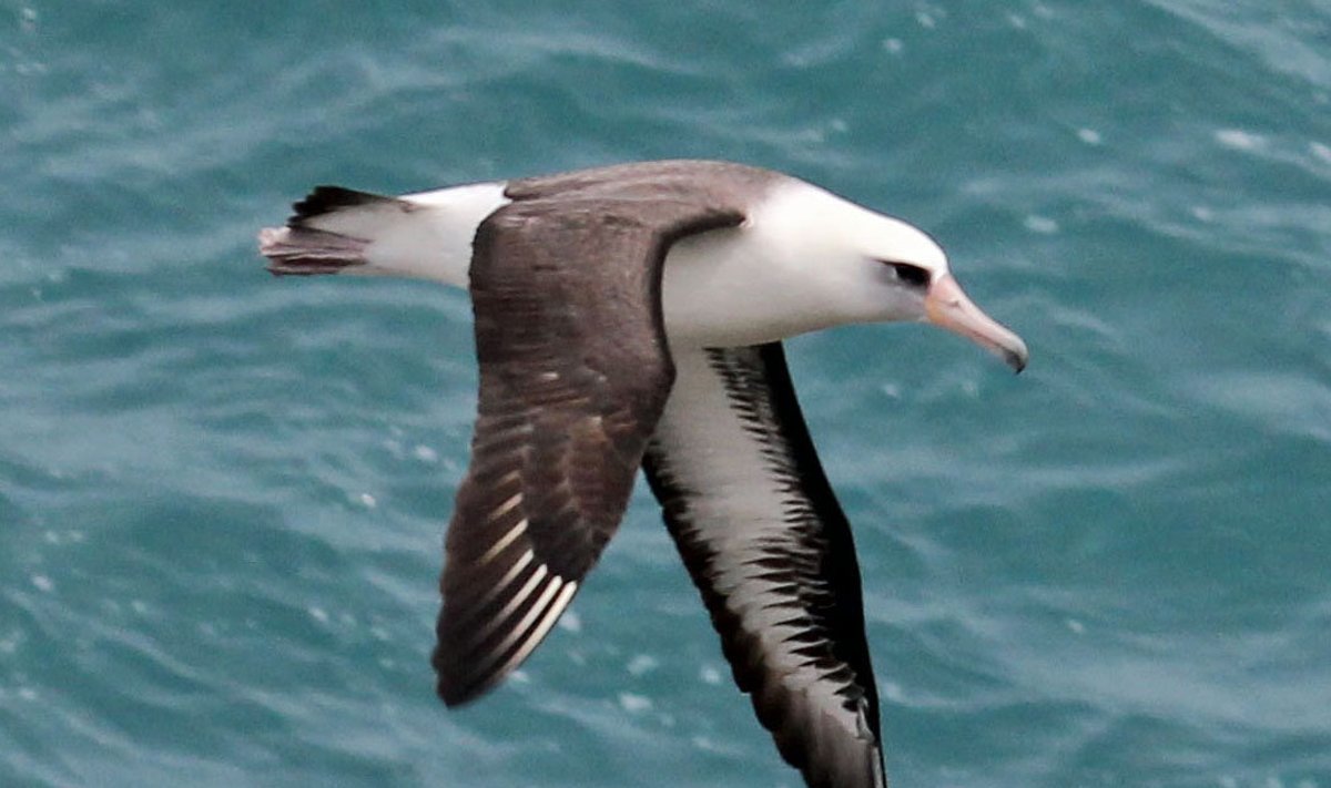 Mask-albatross.