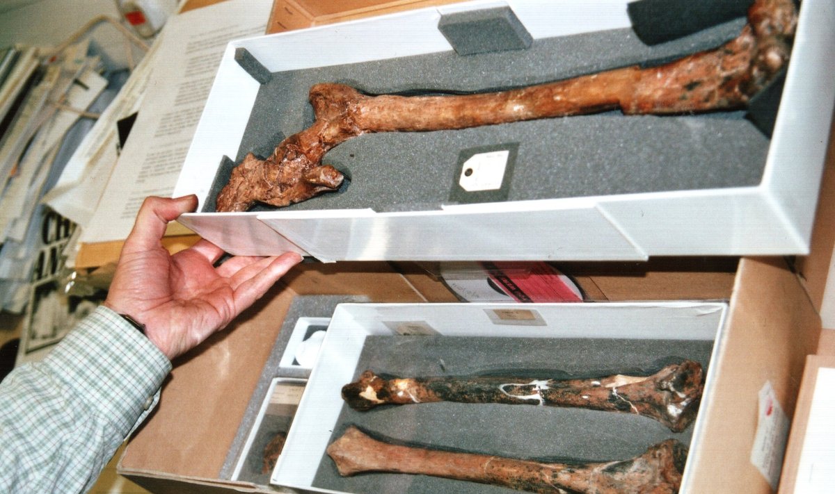 Londoni loodusmuuseumi varakambris leidub ka neandertallase luid. Nende mehed ja naised olid võrdse suurusega ja tegid samu töid. Kuid neil on leitud palju  kaela- ja peavigastusi nagu rodeoratsutajatel. Nad jahtisid riskantselt, loomale lähedal. Et neil oli suhteliselt suurem aju ja keha, läks neandertallasel iga päev vaja lisaks 250  kilokalorit, võrreldes meie eellase kromanjoonlasega. Neandertallaste vigastused näitavad, et kromanjoonlased tungisid neile kallale ja sõid neid. Kuid neandertallastel oli sotsiaalhoolekanne. Pimedad ja kurdid hoiti elus. Nad maeti esimeste inimestena hauapanuse ja lilledega.