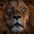 ВИДЕО | Бунт зверей в российских цирках: лев против льва, олень против человека