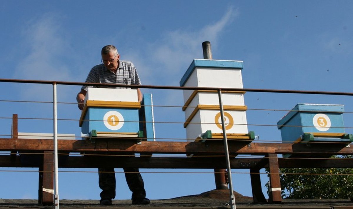 Katusel elavad mesilased ei sega Eino Kaiko sõnul kedagi ning tuppa nad ka ei tiku. 