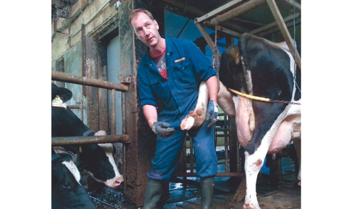 Taluperemees Gosse puhastab lehma sõrga,  mis oli viga saanud ja mille tõttu lehm tugevalt lonkas.