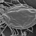 Kummaline mikroob väärib evolutsioonipuul uut eraldi haru
